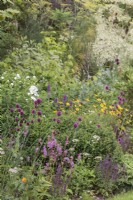 Mixed summer border with Allium sphaerocephalon, Francoa sonchifolia 'Petite Bouquet', Buphthalmum salicifolium and Agastache 'Blue Boa' - July