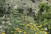 Mixed summer border with Allium sphaerocephalon,  Buphthalmum salicifolium and Astrantia major with Sorbaria sorbifolia 'Sem', Cornus controversa 'Variegata' and Robinia pseudoacacia 'Lace Lady' behind - July