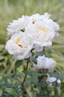 Patio Shrub Rose 'White Patio' - August
 