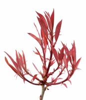 Photinia x fraseri 'Red Robin' Spring growth March
