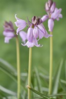 Hyacinthoides hispanica  'Queen of the Pinks'  Pink Spanish bluebell  May
