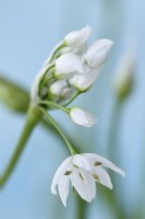 Allium neapolitanum  Cowanii Group  Neapolitan garlic Cowanii Group  April