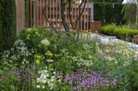 The Viking Friluftsliv Garden. A multi-stemmed amelanchier shades a bed of astrantias, coneflowers, salvias, gaura, penstemon and thalictrum.