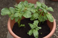 Solanum tuberosum  'Sharpe's Express'  First early potato  Growing in tub ready for compost to be topped up  April
