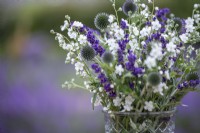 Omphalodes linifolia Little Snow White'', Echinops ritro, Lavender augustifolia 'Hidcote' arranged in a glass vase