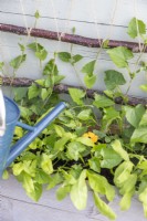 Woman watering plants with liquid plant food