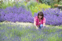 Woman picking Lavandula 'Hidcote' - Lavender