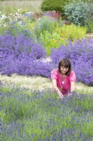Woman picking Lavandula 'Hidcote' - Lavender