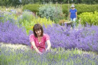 Woman picking Lavandula 'Hidcote' - Lavender with woman gardening in background