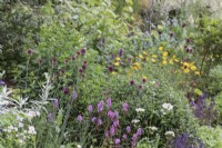 Mixed summer border with Allium sphaerocephalon and Francoa sonchifolia 'Petite Bouquet' in foreground - July