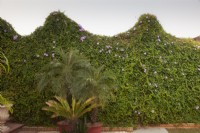 Ipomoea cairica covering wall with palms and cycads in pots - Cairo Morning Glory