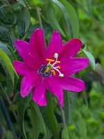 Passiflora x exoniensis flowering 