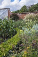 Curved hedge dividing border from vegetable garden. Plants include:- origanum; Eupatorium and Silphium mohrii
