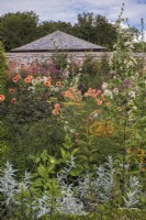 Late summer planting with orange and pink theme; plants include Dahlia 'David Howard; Dahlia 'Cornels Bron'; Alcea x althea 'Parkalee'; Eupatorium maculatum