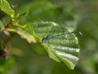 Common Blue Damselfly Enallagma cyathigerum eating aphid