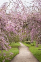 View of Prunus x subhirtella 'Pendula Rubra' in blossom and path