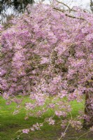 Prunus x subhirtella 'Pendula Rubra' in blossom