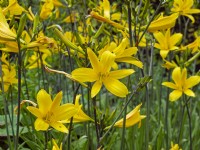 Hemerocallis 'Absolute Zero' - Day Lily 'Absolute Zero'  in flower early July 