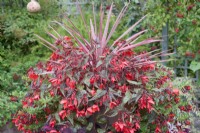 Cuphea llavea 'Torpedo', Begonia Million Kisses Amour and Cordyine australis 'Cherry Sensation' in a pot