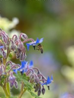 Borago officinalis and Honey bee Apis mellifera April Norfolk