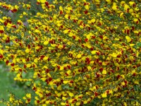 Cytisus scoparius 'Firefly' - Common Broom 'Firefly' may Norfolk