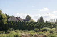 Tall green and gold leylandii clipped hedge