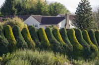 Green and gold leylandii hedge clipped