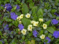 Primula vulgaris, Primrose  and Vinca minor Periwinkle  Mid April  Norfolk