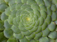 Aeonium tabuliforme,  flat-topped aeonium  or  saucer plant  April   Norfolk