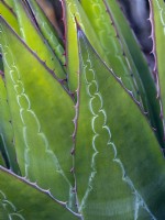Detail of Agave salmiana  April