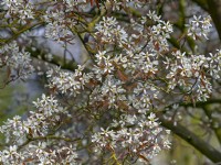 Amelanchier canadensis in blossom  Mid April Norfolk