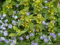 Anemone nemorosa 'Royal Blue'  Mid April  Norfolk