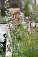 Sanguisorba officinalis 'Pink Tanna' in The Communication Garden - Designer: Amelia Bouquet - Sponsors: London Stone, Practicality Brown, Urbis Design -