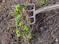 Removing Ground Elder Aegopodium podagraria roots and leaves from ground using a garden fork