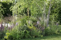 In The Cancer Research UK Legacy Garden, a tree is underplanted with Digitalis, Salvia, Euphorbia, Agastache, Molinia and Campanula - Designer: Tom Simpson - Sponsor: Cancer Research UK