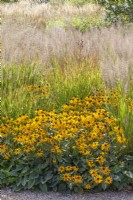 Border with Panicum virgatum 'Shenandoah' switch grass underplanted with Rudbeckia fulgida sullivantii 'Goldsturm'