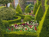 East Ruston Old Vicarage - Dutch Garden. Geometric layout of box pyramids, balls and hedges. Spring May