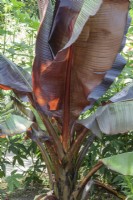 Ensete ventricosum 'Murelii' Ethiopian banana