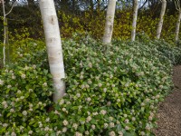 Skimmia planted under Betula utilis var. jacquemontii - West Himalayan Birch 