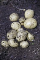 Yield of potato Acoustic sown 25 February, harvested 17 June