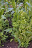 Interplanting Zea mays Sweetcorn with Lactuca sativa - Lettuce helps suppress weed growth