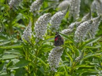 Lysimachia clethroides with feeding Red Admiral Butterfly Late July Summer