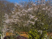 Prunus incisa Fuji cherry flowering mid March  Spring