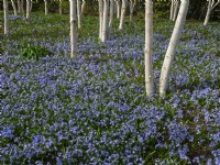 Scilla siberica - Siberian Squill  under Betula utilis var. jacquemontii - Silver Birch trees early March  late winter