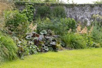 Bed in Upper Walled Garden - plants include: Ligularia, Hemerocallis and Rodgersia - Designer: Penelope Hobhouse - Aberglasney Gardens - Carmarthenshire Wales - June