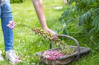 Woman placing dead Lupinus 'The Chatelaine Pink' stem in a trug