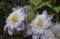 Clematis 'Crystal Fountain' - June