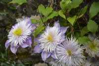 Clematis 'Crystal Fountain' - June