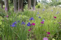 Informal bed with Iris and Primula Candelabra - June