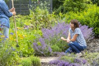 Two women talking while gardening